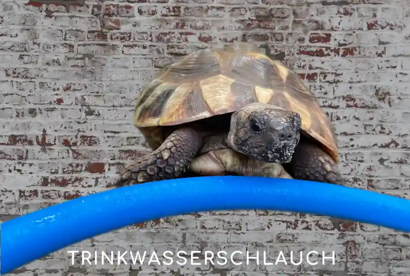 Trinkwasserschlauch Rauaqua Schildkröte